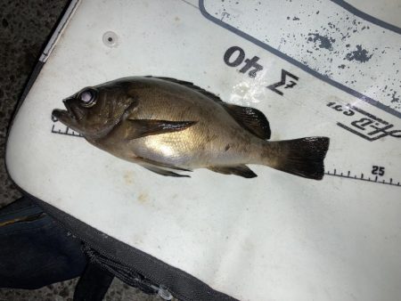 ファミリーフィッシング